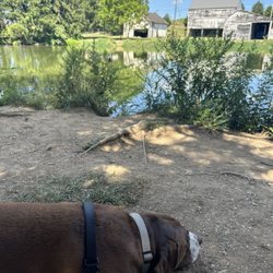 Heintzelman Pond Preserve - Relaxing doggo