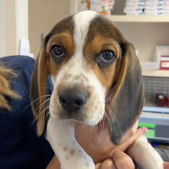 Brinker Veterinary Hospital - Veterinarians Near Me - Lake Orion, Michigan Brinker Veterinary Hospital - Veterinarians Near Me - Lake Orion, Michigan