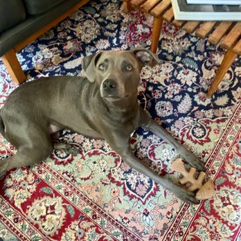 Puppy Loft - Pet Boarding Near Me - New York, New York Puppy Loft - Pet Boarding Near Me - New York, New York