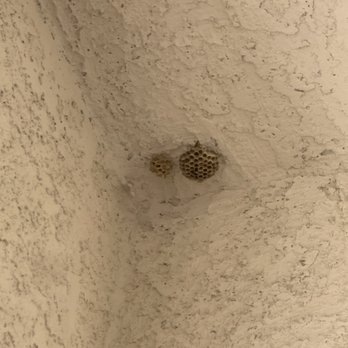 Purple Pest Solutions - The wasp nest that needed "fixing" - Pest Control Near Me Purple Pest Solutions - The wasp nest that needed "fixing" - Pest Control Near Me