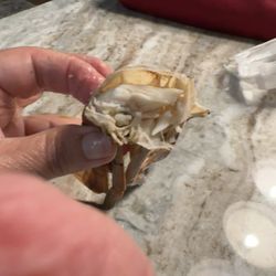 Crawfish Hole - Light crab