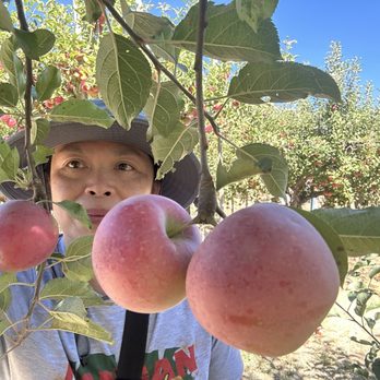 Rileys At Los Rios Rancho - 10/13/24 low hanging fruit - Fruits & Veggies Near Me - Oak Glen, California