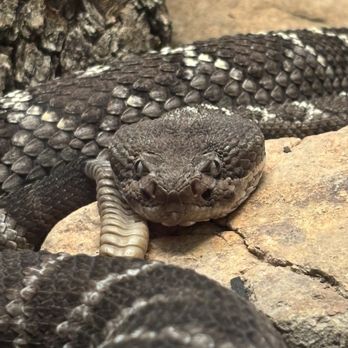 Arizona-Sonora Desert Museum - Museums Near Me - Tucson, Arizona