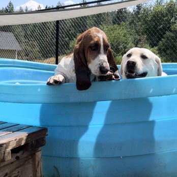 Legacy Canine Boarding and Training - Pet Training Near Me - Post Falls, Idaho
