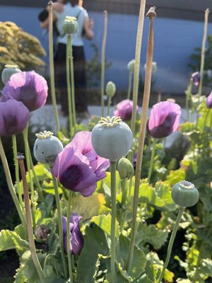 The Orcas Island Historical Museum by null