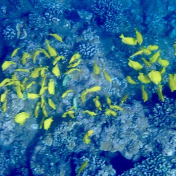 Sail Maui - Lahaina - School of yellow fish - Boating Near Me - Lahaina, Hawaii Sail Maui - Lahaina - School of yellow fish - Boating Near Me - Lahaina, Hawaii