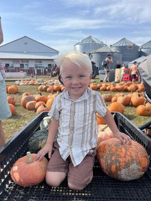 Dehns Pumpkins by null