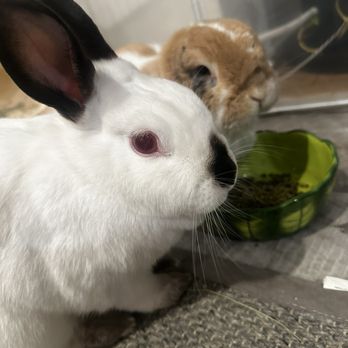Bunny World Foundation - Community Service/Non-Profit Near Me - Los Angeles, California Bunny World Foundation - Community Service/Non-Profit Near Me - Los Angeles, California