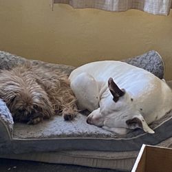 Mile Hi Animal Hospital