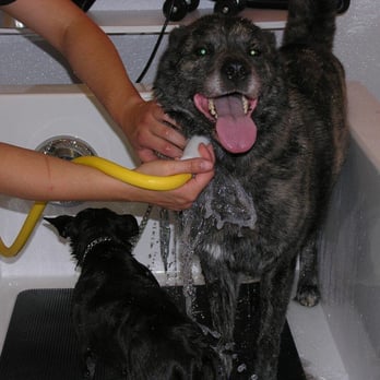 Wash Wag - Self Serve: Buy One Get One Half Price WEEKDAYS - Pet Groomers Near Me - Akron, Ohio Wash Wag - Self Serve: Buy One Get One Half Price WEEKDAYS - Pet Groomers Near Me - Akron, Ohio