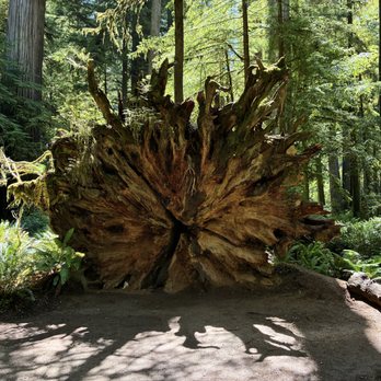 Simpson Reed Grove Trail - Fallen giant - Hiking Near Me Simpson Reed Grove Trail - Fallen giant - Hiking Near Me