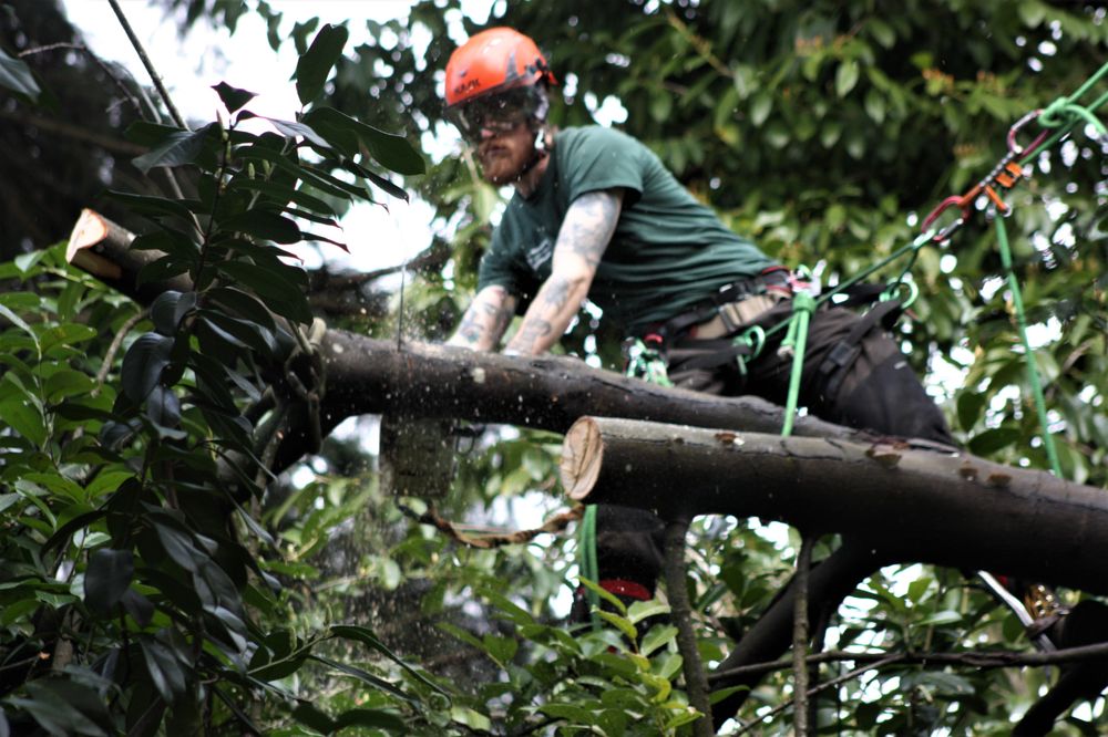 Arbor Viking Tree Specialists - tree service in Portland, OR