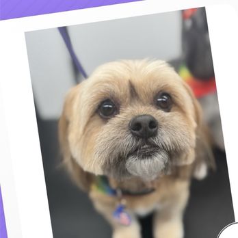 Vanity Fur Menifee - Pet Groomers Near Me