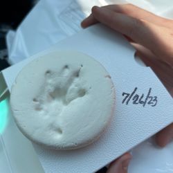 All Cats and Dogs Veterinary Clinic