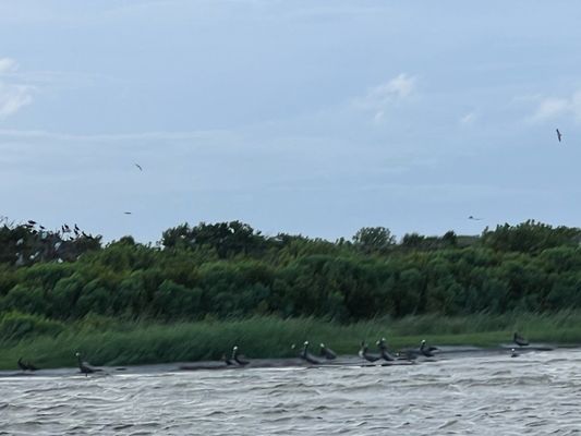 Kitty Hawk Kites by null