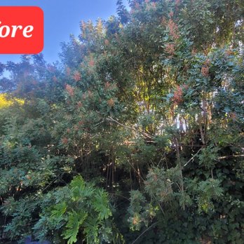 Al’s Tree Care - The plants grow so tall and cover the view! - Tree Services Near Me