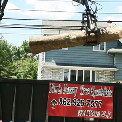 North Jersey Tree Service