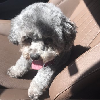 Good Dog Grooming Shop - My cute little princess - Pet Groomers Near Me - Houston, Texas