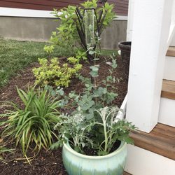 Dusty miller and some eucalyptus