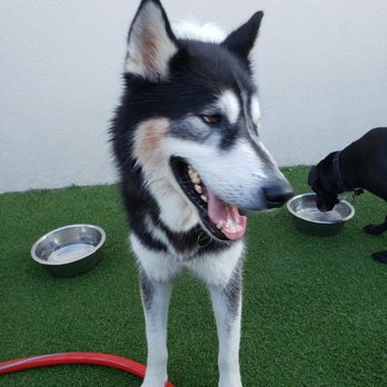 Dog Resort - Dog - Pet Groomers Near Me - Fort Myers, Florida