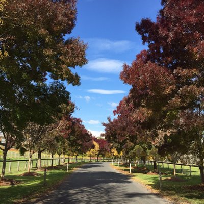 Centennial Vineyards by null