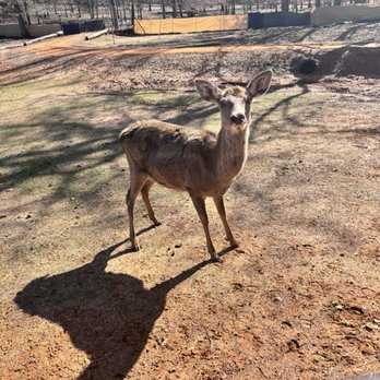 Cherokee Trace Drive Thru Safari - Parks Near Me - Jacksonville, Texas