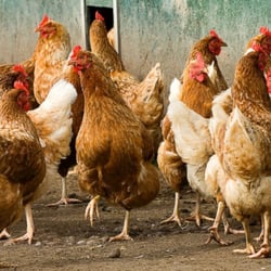 Heijst Farms - These are some chickens