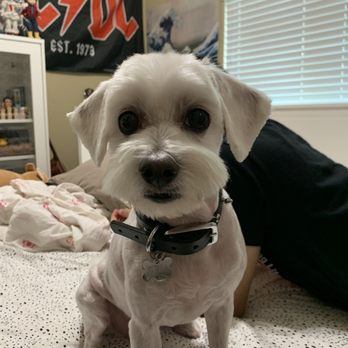 Mungchi Pet Shop - He looks shook because he has the zoomies, but he just got his summer cut today! - Pet Stores Near Me - Los Angeles, California