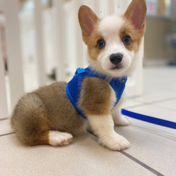 arrowhead puppy store