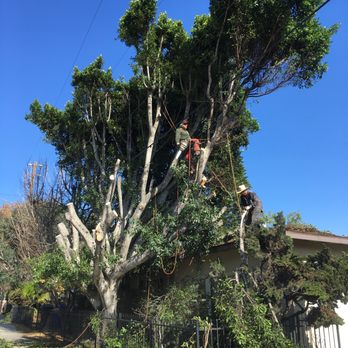 H & E Tree Service - Roof was left untouched. - Tree Services Near Me H & E Tree Service - Roof was left untouched. - Tree Services Near Me