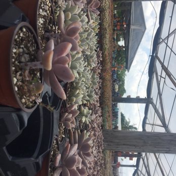 Isaac Farms - Nurseries & Gardening Near Me - Miami, Florida Isaac Farms - Nurseries & Gardening Near Me - Miami, Florida