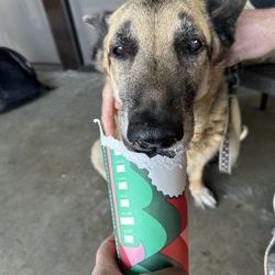 Canal Veterinary Hospital - Scout also known as Scoutski and Diddles...