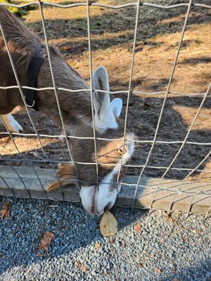 Maplewood Farm by null