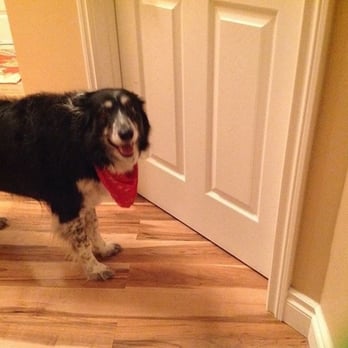 Michelle's Pet Sitting Service - Beautiful Brooke-on her 7th year of visiting us:) - Pet Sitting Near Me Michelle's Pet Sitting Service - Beautiful Brooke-on her 7th year of visiting us:) - Pet Sitting Near Me