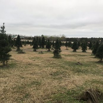 Turners Christmas Tree Farm - Beautiful and lots of trees! - Christmas Trees Near Me - Havana, Florida Turners Christmas Tree Farm - Beautiful and lots of trees! - Christmas Trees Near Me - Havana, Florida