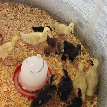 Dutch Hollow Farms - Babies!!!!! - Pick Your Own Farms Near Me - Modesto, California Dutch Hollow Farms - Babies!!!!! - Pick Your Own Farms Near Me - Modesto, California