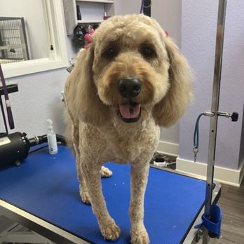 Barking Beauties - Pet Groomers Near Me - Austin, Texas
