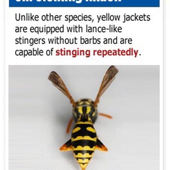 Pest Gone Pest Control - Don't Let Dangerous Wasps Take Over! Want Them Gone? Call Pest Gone 720-556-3658 - Pest Control Near Me Pest Gone Pest Control - Don't Let Dangerous Wasps Take Over! Want Them Gone? Call Pest Gone 720-556-3658 - Pest Control Near Me