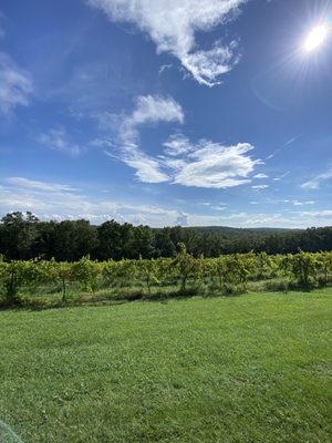 Cave Vineyard by null
