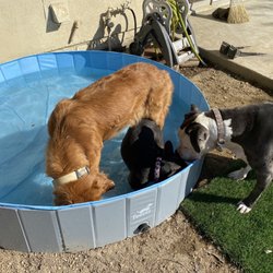 SF Valley Pet