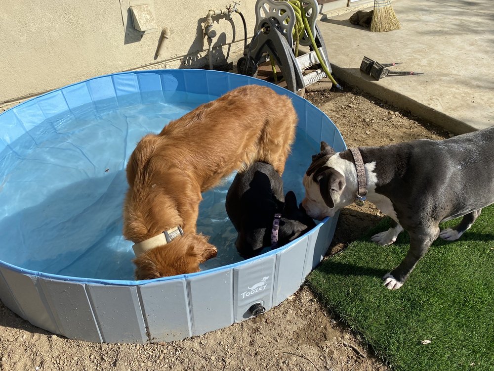 SF Valley Pet - pet boarding facility in San Fernando Valley, CA