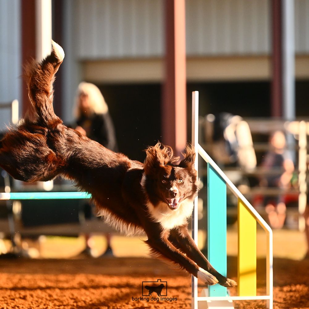 TOP 10 BEST Dog Potty Training in Chesterfield County, VA - Updated 2026 -  Yelp