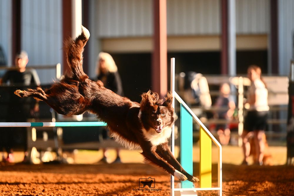 Day Of The Dog Grooming Studio - pet boarding facility in Mechanicsville, VA