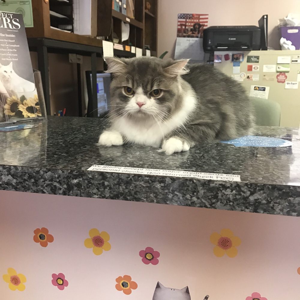Feline Fabulous - Pet Sitting Near Me - Charlotte, North Carolina Feline Fabulous - Pet Sitting Near Me - Charlotte, North Carolina