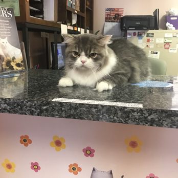 Feline Fabulous - Pet Sitting Near Me - Charlotte, North Carolina Feline Fabulous - Pet Sitting Near Me - Charlotte, North Carolina