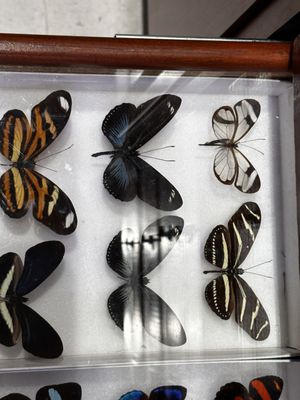 Houston Museum of Natural Science by null