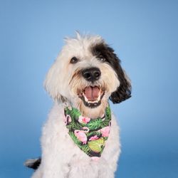 Garrett Camasi Photography - Pet Studio Session
