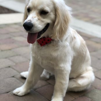 Doggie Depot - is it me or do I feel cold? after grooming - Pet Groomers Near Me - Brentwood, California