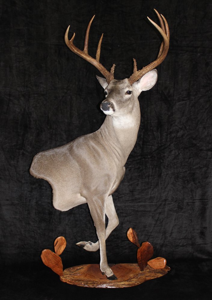 Otten Brothers Taxidermy - taxidermy in Pipe Creek, TX