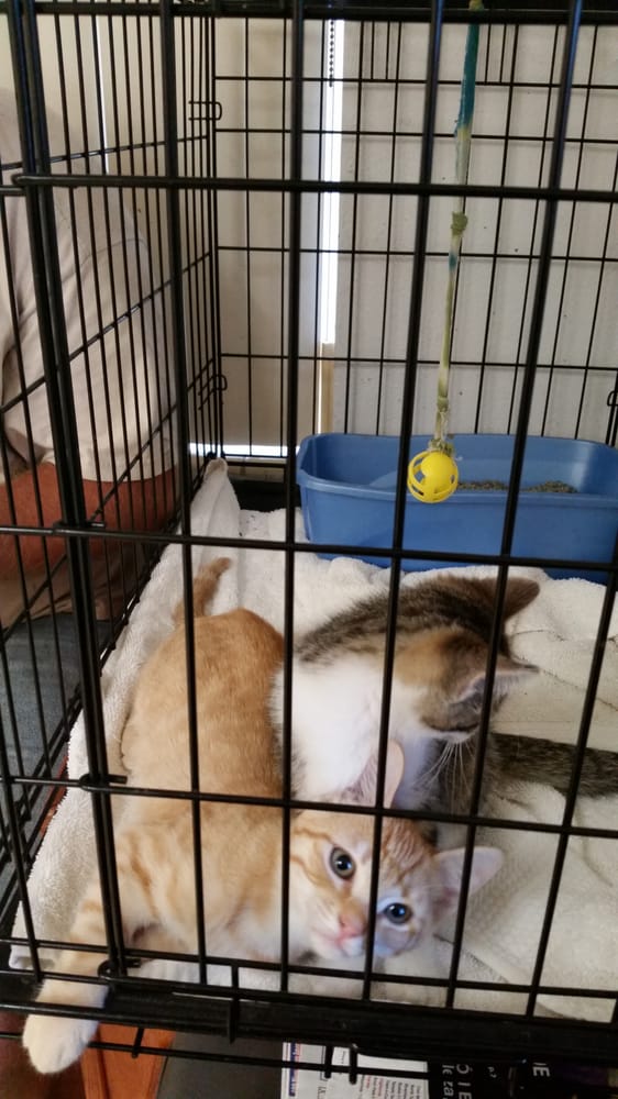 Haines City Pet Hospital LLC: Trotter Kristyn DVM